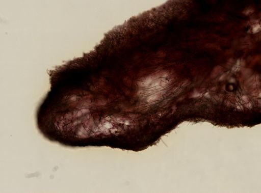 Crellidae