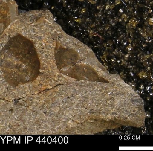 Protocardia subquadrata
