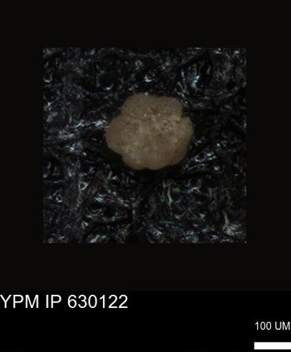 undet. Foraminiferida