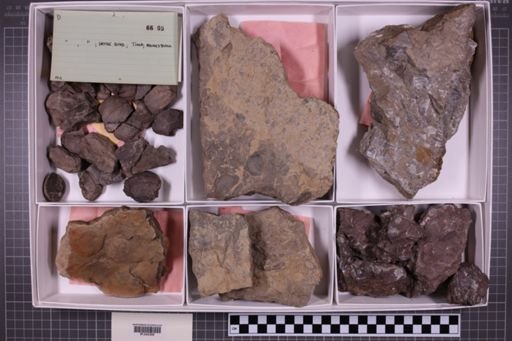 mixed taxa, stratigraphic collection
