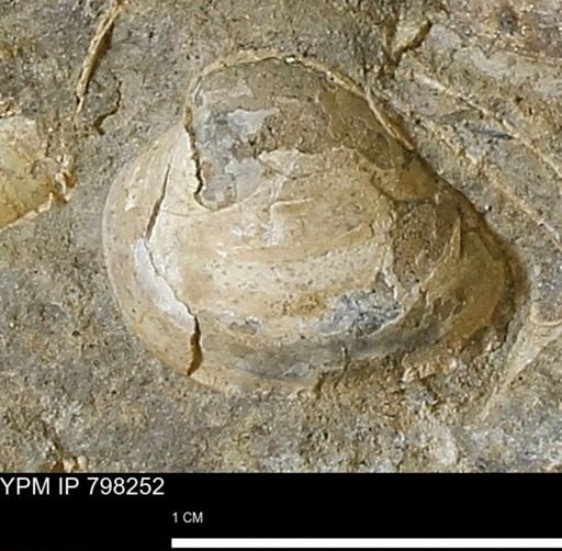 Protocardia