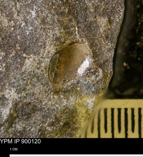 undet. Mollusca