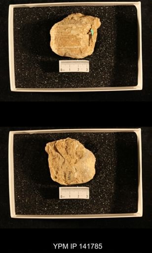 Productus (Dictyoclostus) indicus