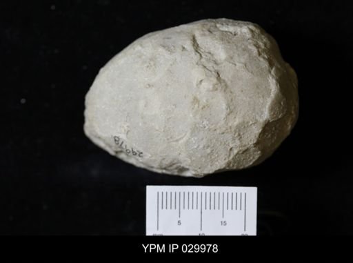 Holocystites sp.