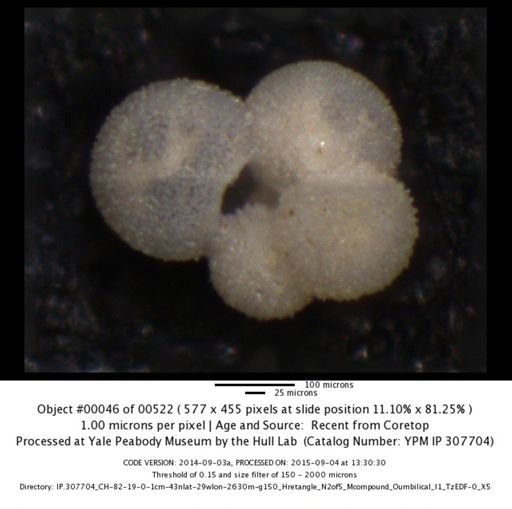 undet. Foraminiferida