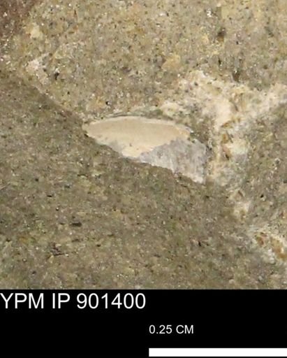 undet. Mollusca