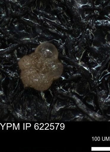 undet. Foraminiferida