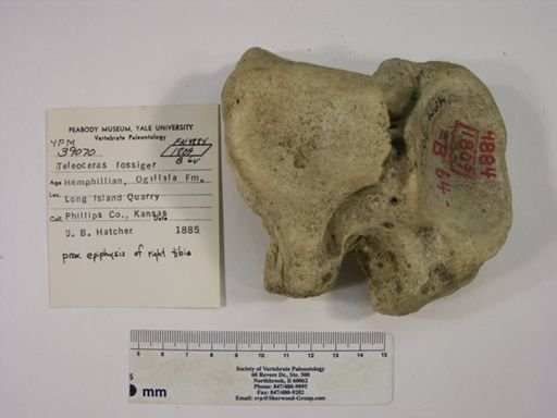 Teleoceras fossiger
