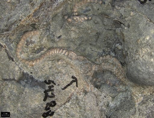 Aplocoma damesii