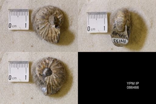undet. Scaphitidae