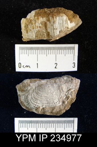 Marginifera lasallensis