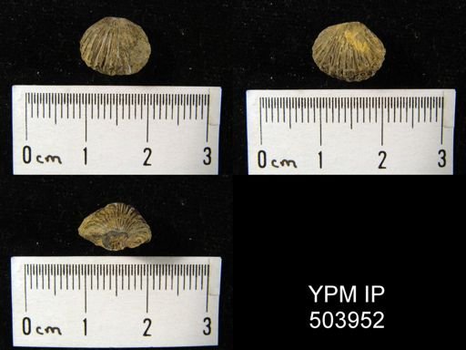Camarotoechia sp.