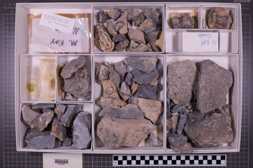 mixed taxa, stratigraphic collection