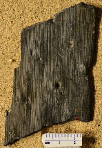Sigillaria sp.