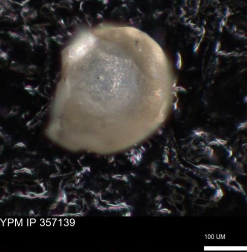 undet. Foraminiferida