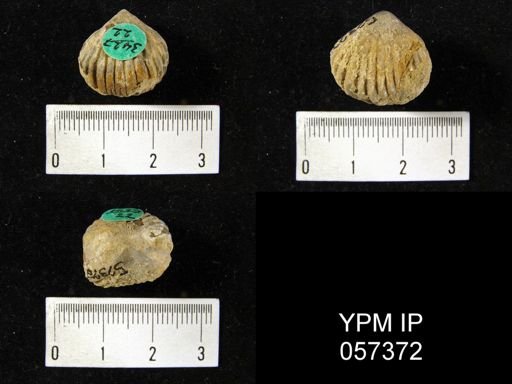 Uncinulus lindenensis