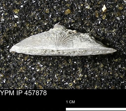 Strophodonta sp.