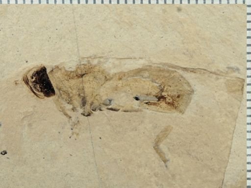 undet. Diptera