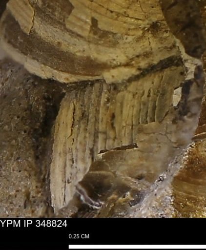 undet. Bivalvia