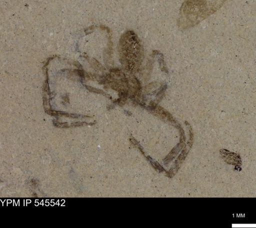 undet. Arachnida