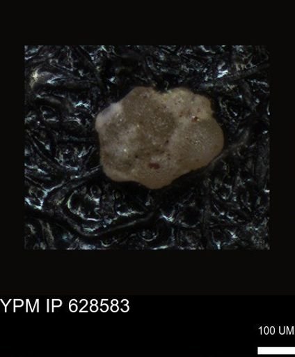 undet. Foraminiferida