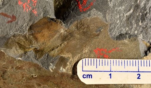 Eddya sullivanensis