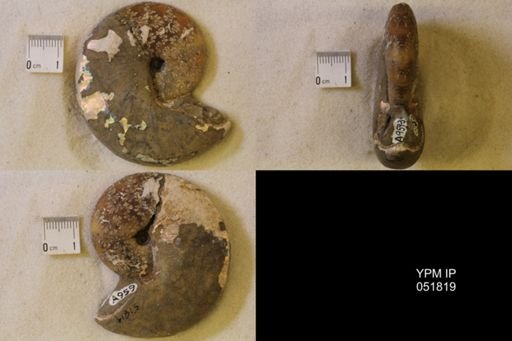 Hoploscaphites nicolletii