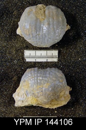 Productus (Dictyoclostus) sp.