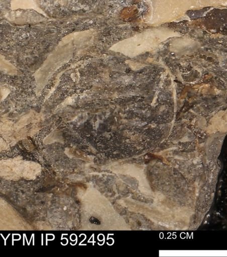 undet. Mollusca