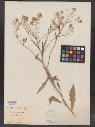 Rorippa amphibia