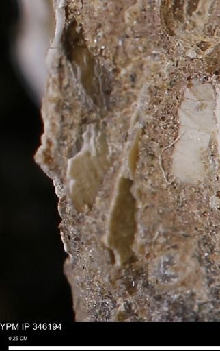 undet. Mollusca