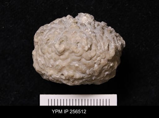 Dolatocrinus asterias