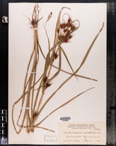 Rhynchospora macrostachya