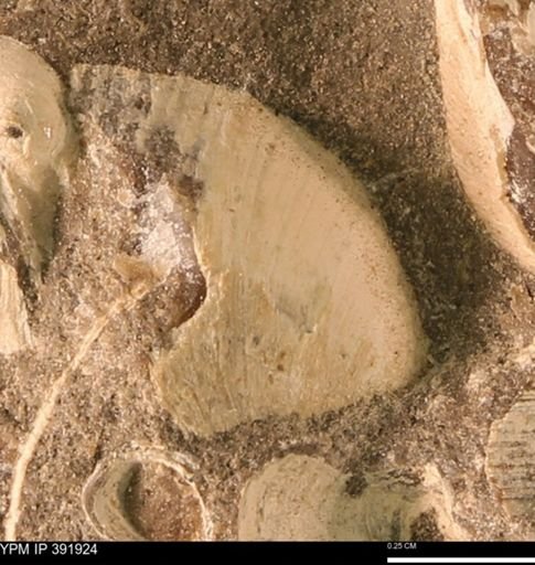 Protocardia sp.
