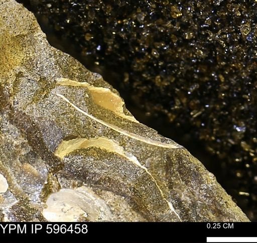 undet. Bivalvia