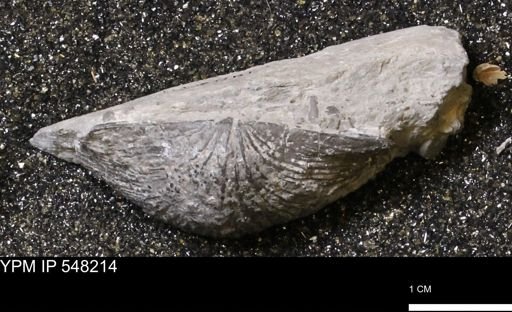 Stropheodonta demissa