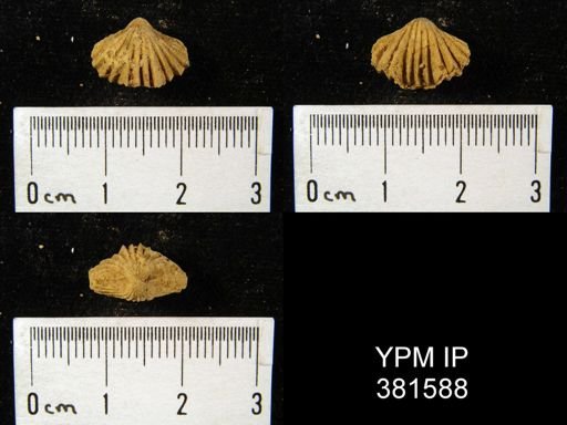 Camarotoechia transversa
