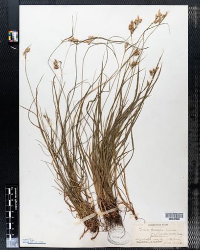Carex pallescens