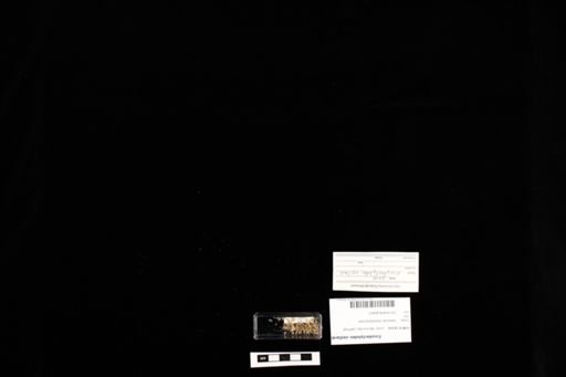 Eurydactylodes vieillardi