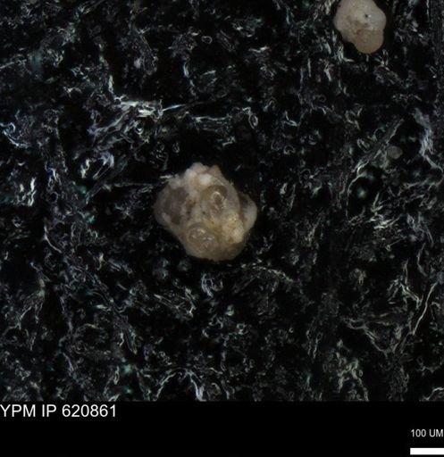 undet. Foraminiferida