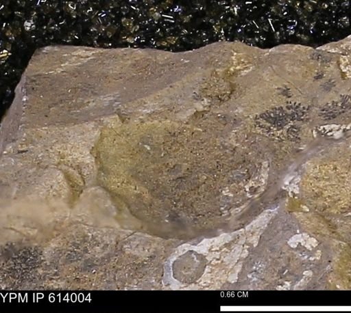 undet. Mollusca