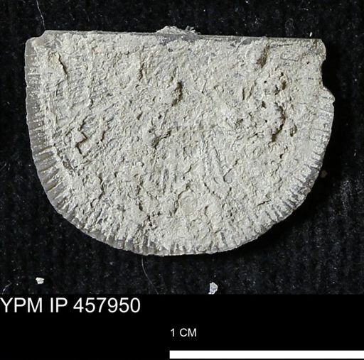 Strophodonta sp.