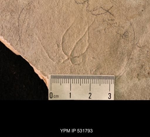 undet. Ophiuroidea