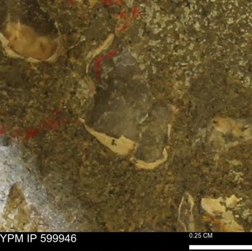 undet. Bivalvia