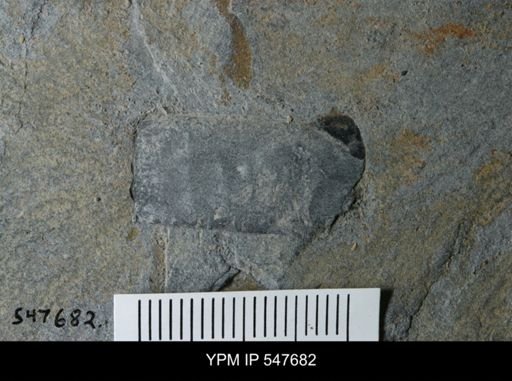 undet. Eurypterida
