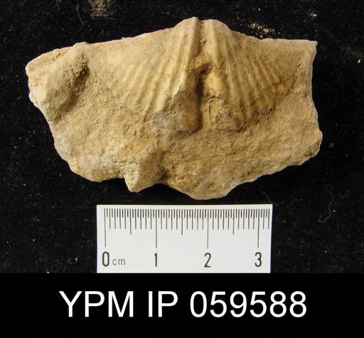 Spirifer worthenanus