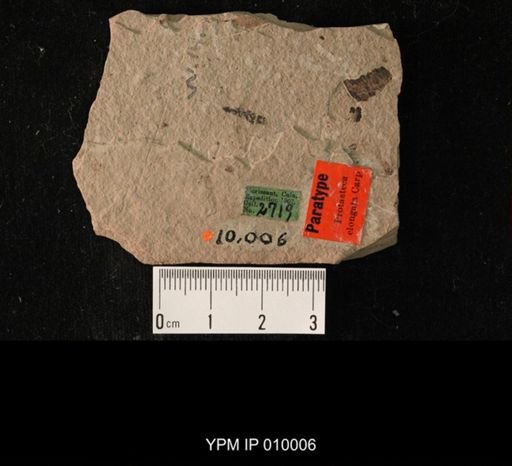 Protazteca elongata