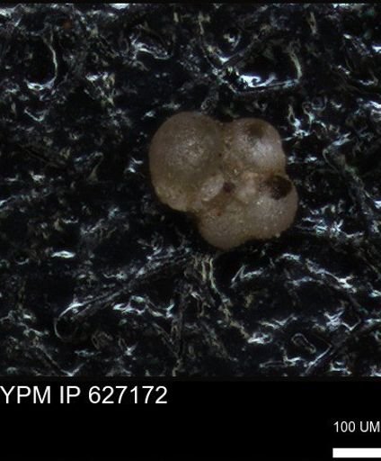 undet. Foraminiferida