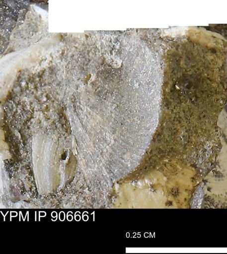undet. Bivalvia