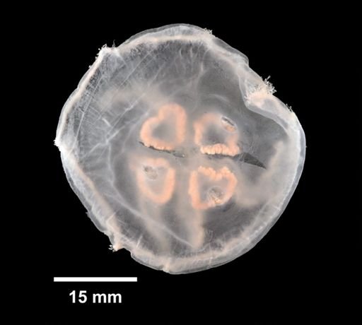 Aurelia aurita